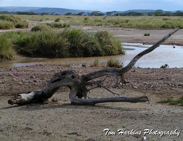 Drift wood in a dried riverbed.jpg